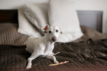 Trucos Caseros para que tu Perro Deje de Llorar Cuando se Queda Solo: Estrategias para la Ansiedad