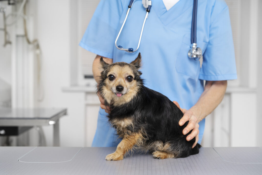 perro en consulta veterinaria