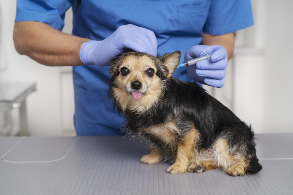otitis en perros