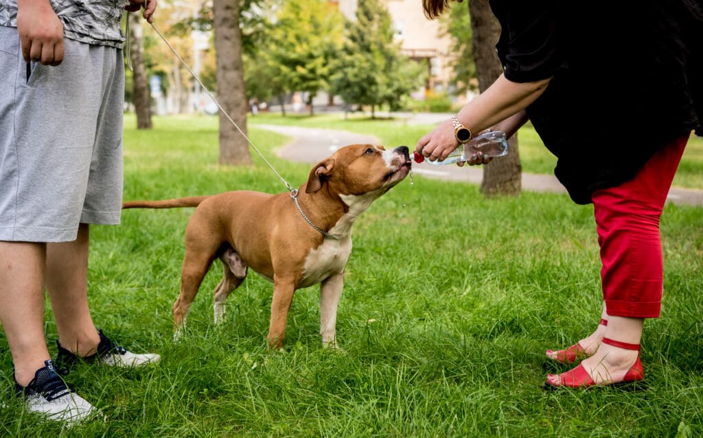 entrenamiento de perro en parque