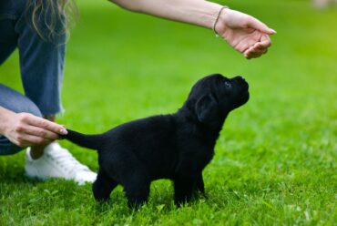 Cómo Entrenar a un Cachorro de 2 a 6 Meses: Guía Paso a Paso para un Compañero Feliz y Equilibrado