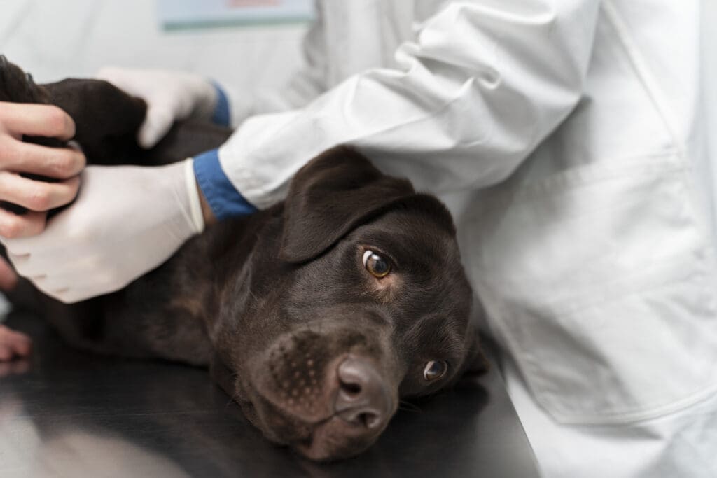 enfermedades comunes en perros