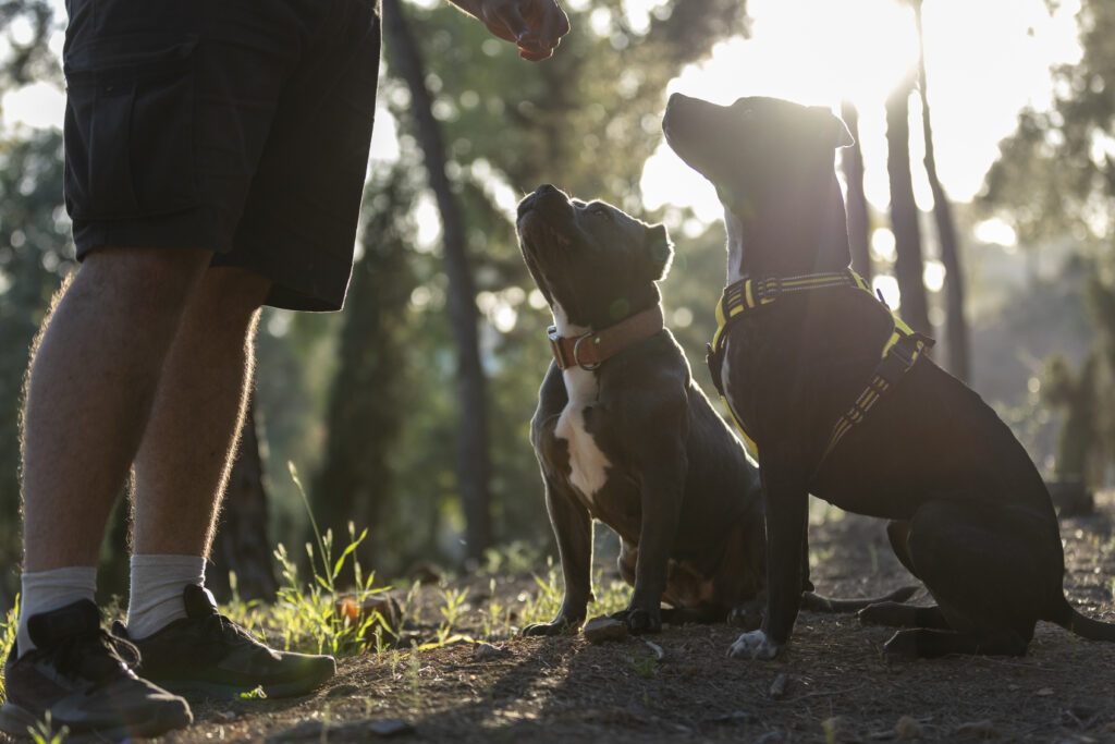 entrenamiento de dos perros