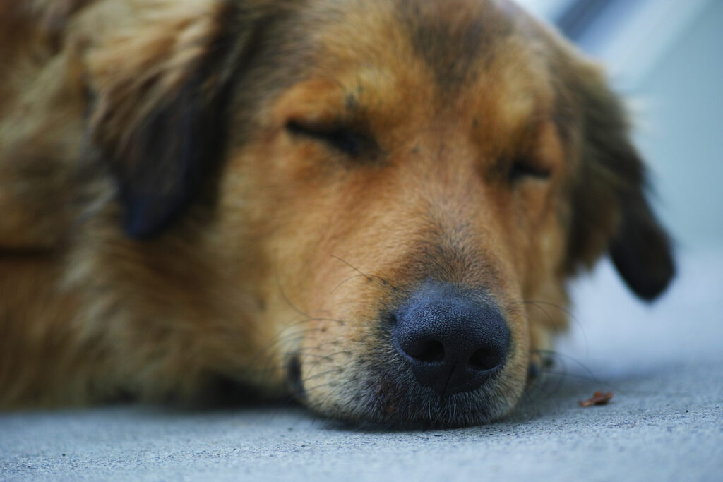 perro dormido