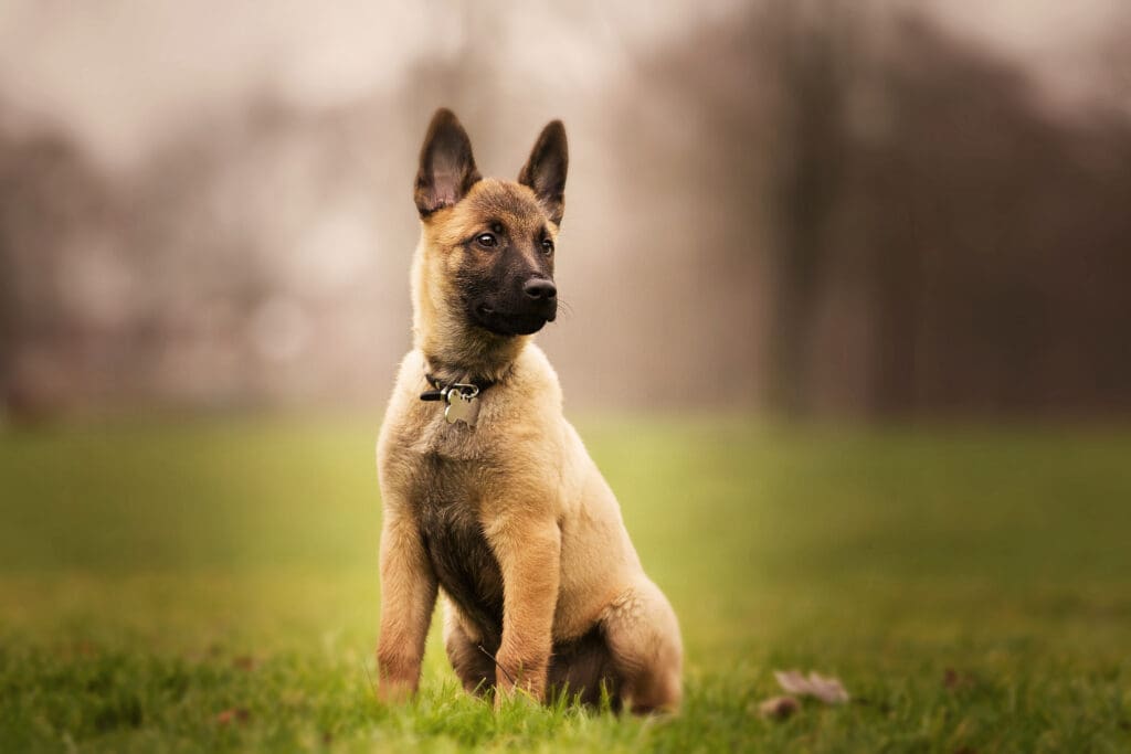 Pastor Belga - Raza de perros