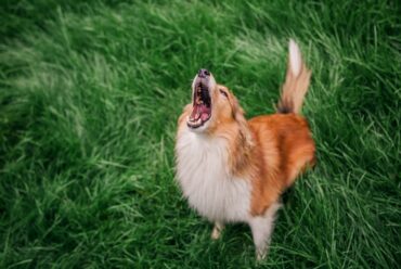 ¿Por Qué Mi Perro Ladra Mucho y Cómo Evitarlo? Guía para Recuperar la Paz en Casa