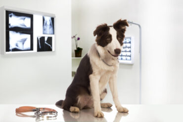 Insuficiencia Renal en Perros: Síntomas y Cuidados Clave para una Detección Temprana