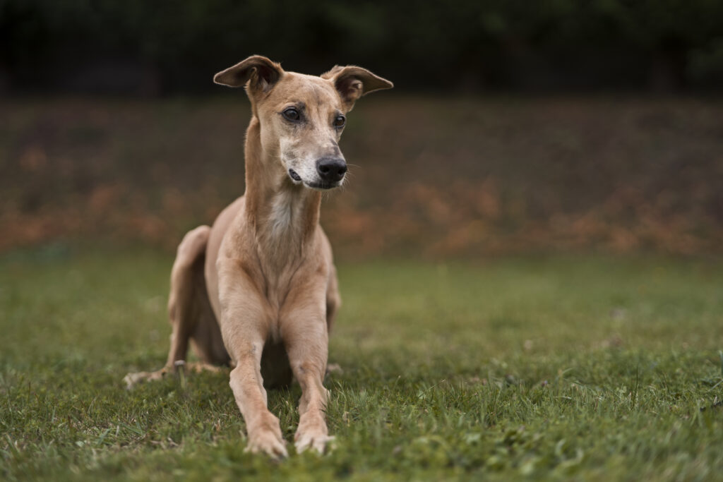 Galgo 