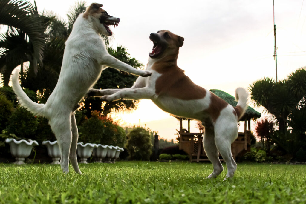 perros jugando amigables