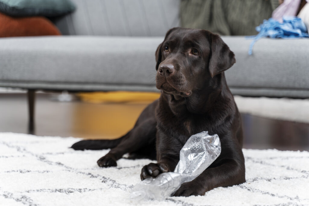obesidad en perros