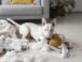 Mi Perro Muerde Todo: Causas y Soluciones para un Comportamiento Destructivo