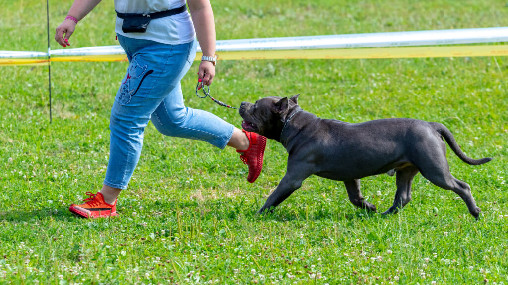 entrenamiento perro agresivo