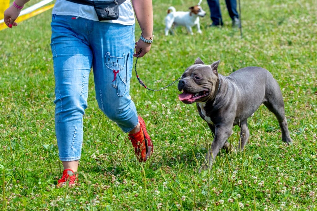 entrenamiento perros razas bravas