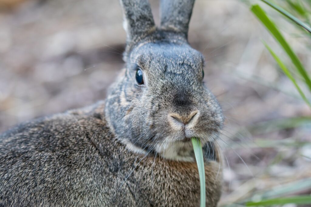 Conejo