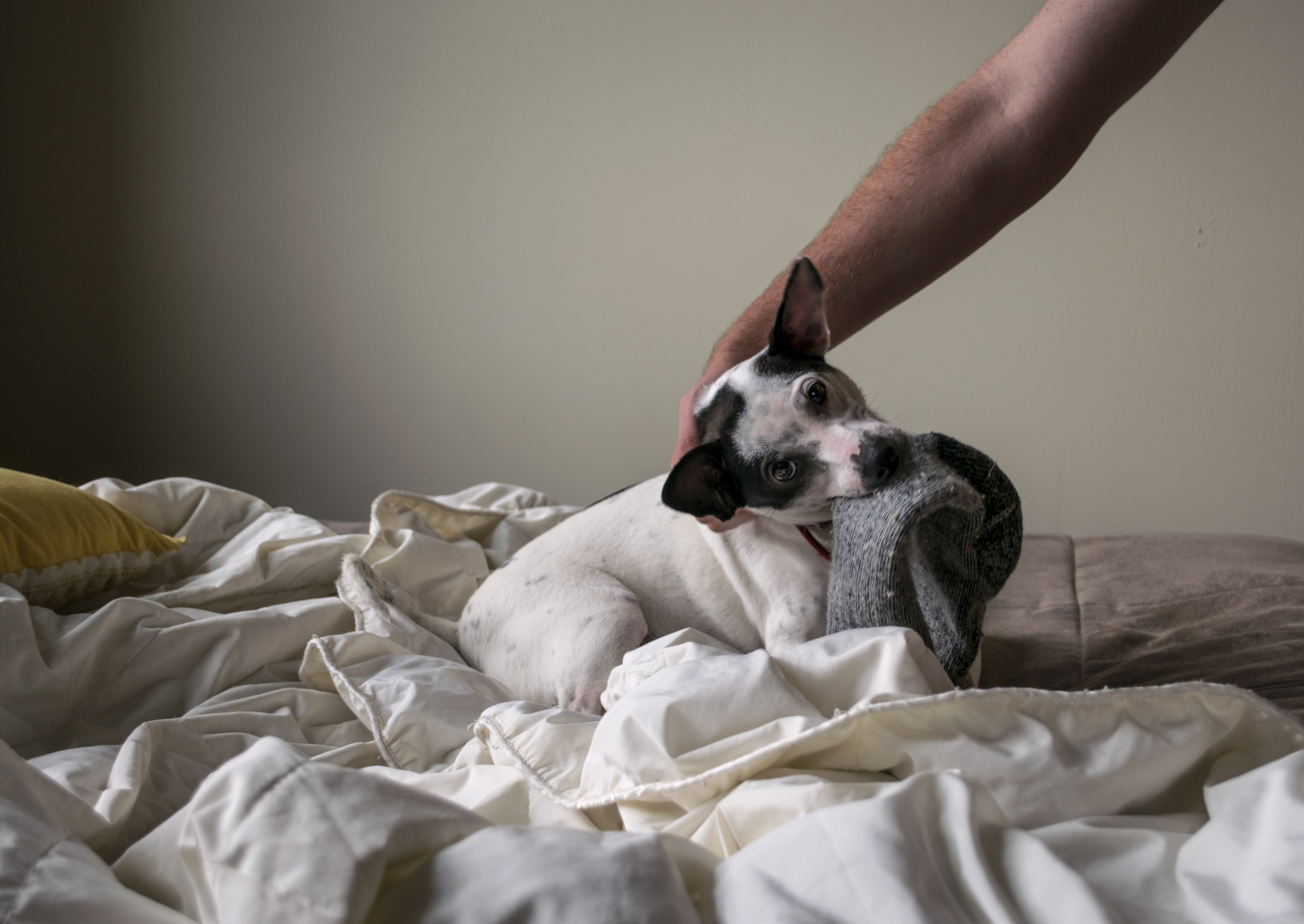 perro siendo bajado de la cama