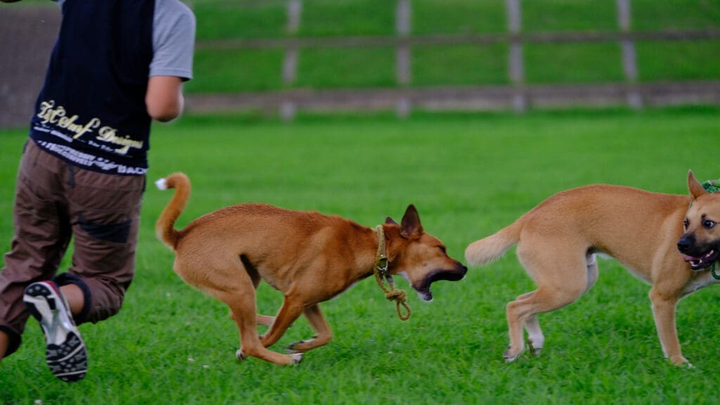 perros jugando en el parque