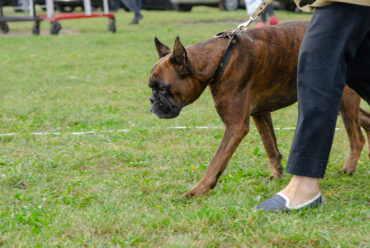Cómo Corregir la Agresividad en Perros de Forma Positiva: Guía para Entender y Solucionar