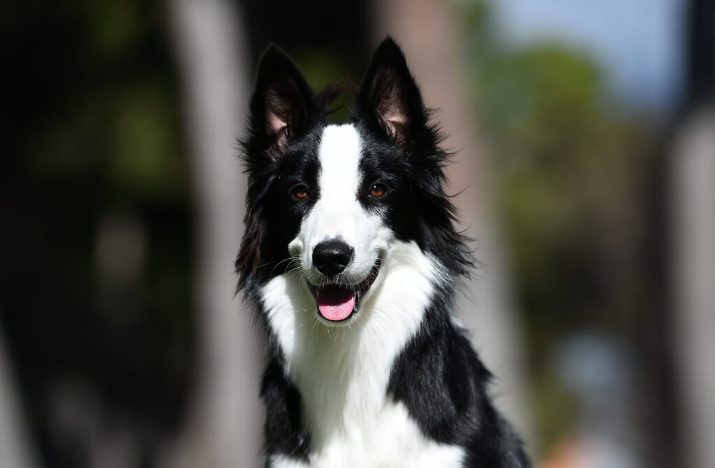 border-collie