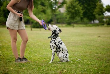 Cómo Lograr que tu Perro Obedezca Órdenes Básicas: Guía para Sentado, Quieto y Ven