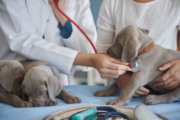Moquillo en Perros: Síntomas, Tratamiento y Prevención para Proteger a tu Compañero