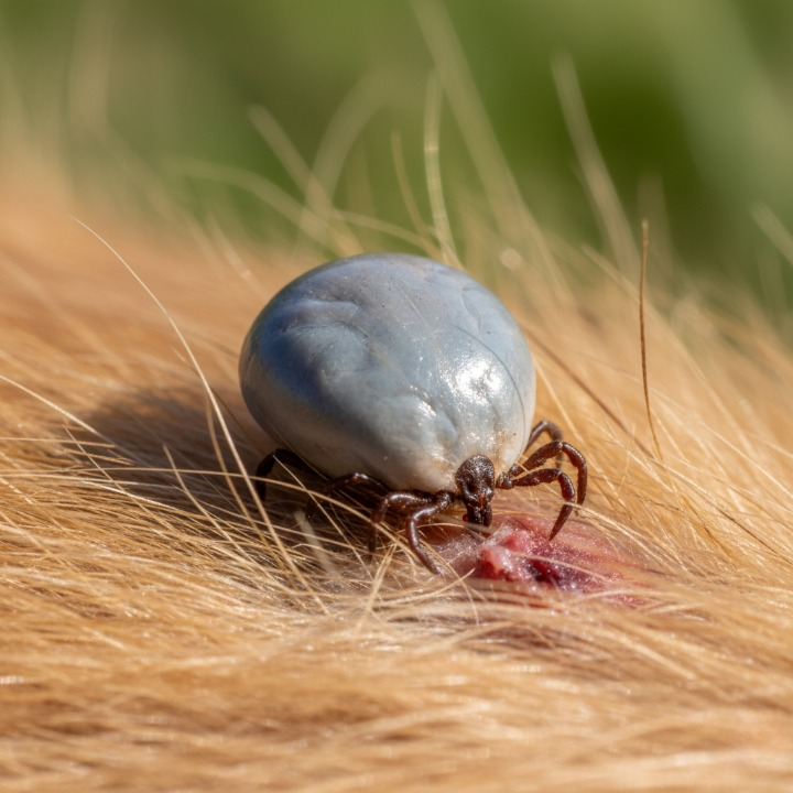 Garrapata-Ixodes-ricinus-en-un-perro