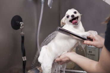 Cada Cuánto Bañar a un Perro: Guía por Tipo de Pelo y Consejos de Higiene para una Piel Saludable
