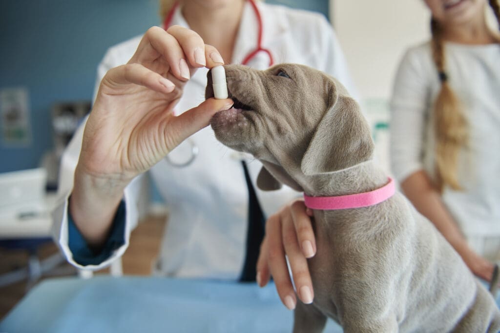 medicamento para perros