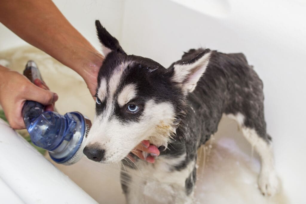 cachorro siendo bañado en casa