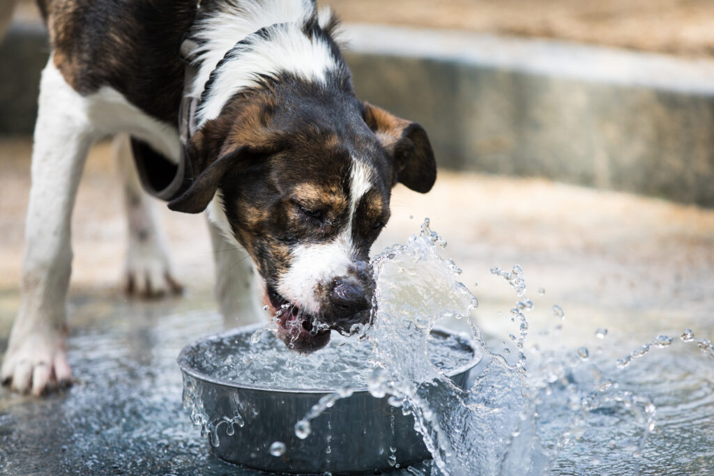 perro tomando agua en una fuente