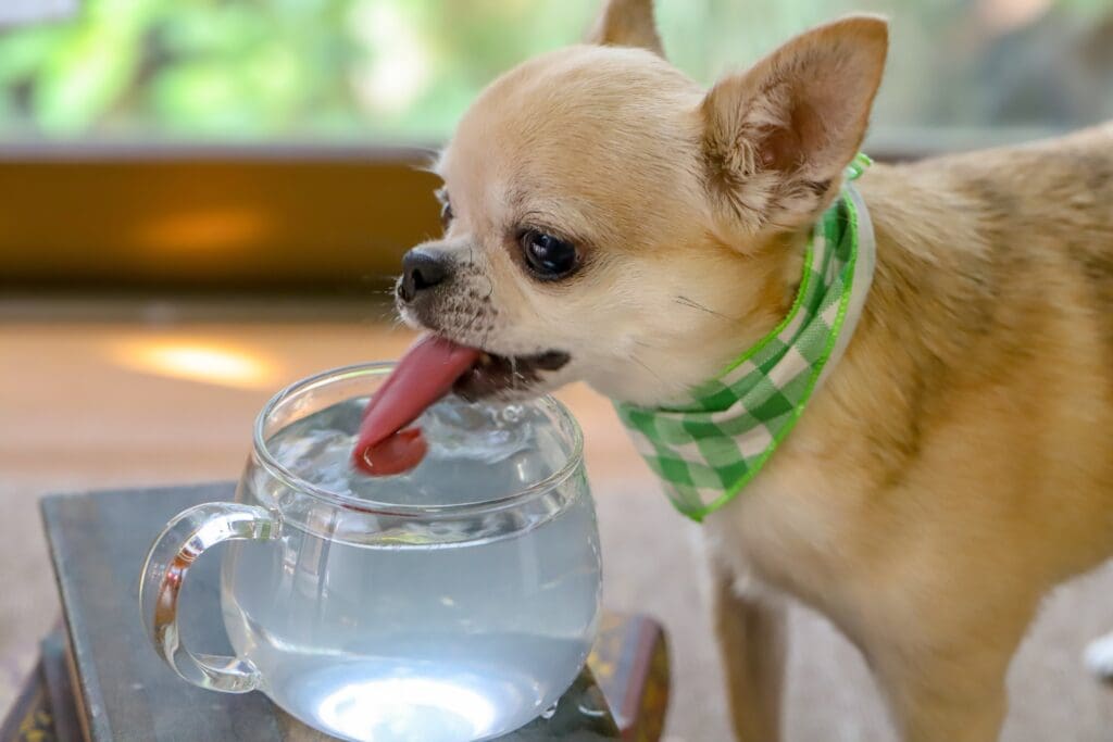 perro bebiendo agua