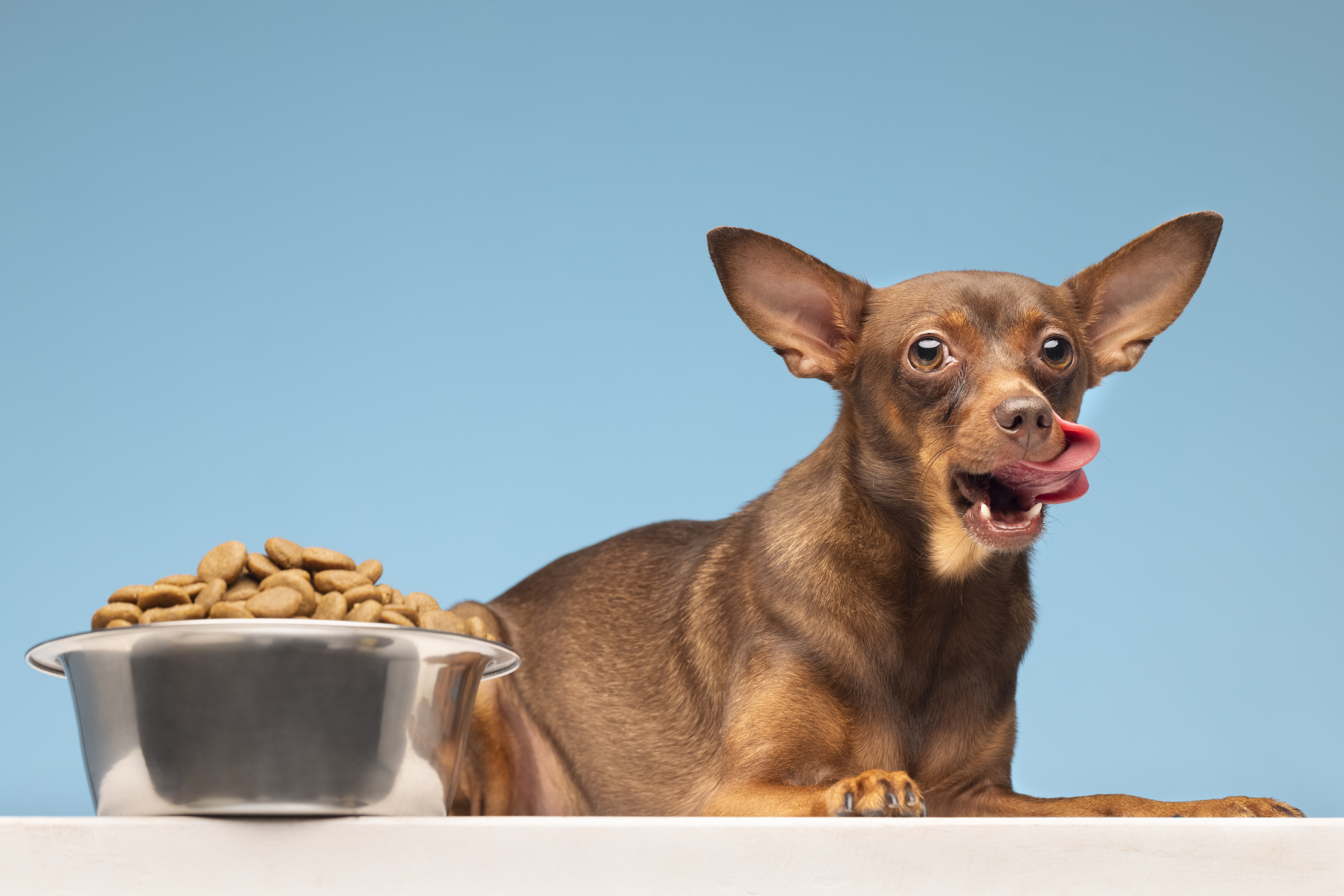 perro a punto de comer concentrado
