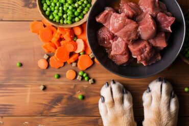 Alimentación Natural para Perros: Beneficios, Riesgos y Mitos Comunes (Guía Completa)