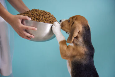 🐶 Guía completa de alimentación para perros: desde cachorro hasta senior