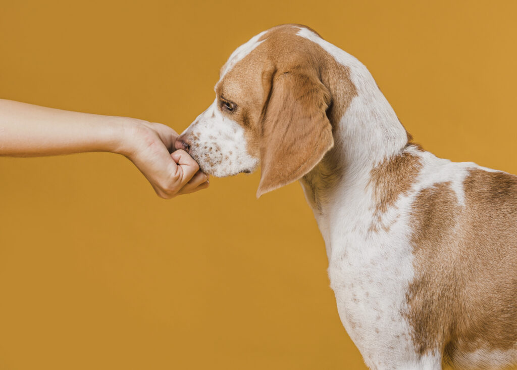 perro recibiendo un snack