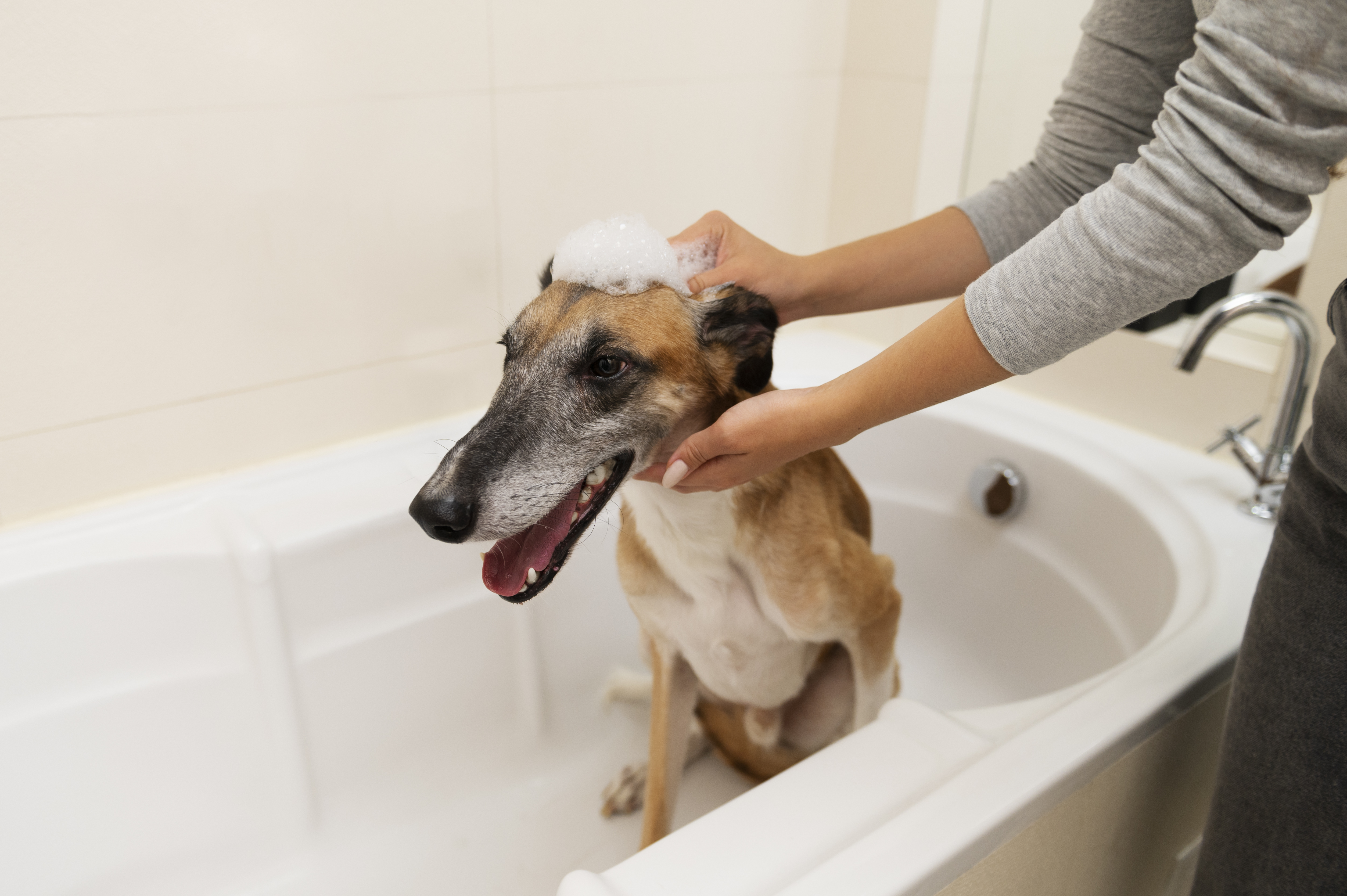 perro siendo bañado en bañera