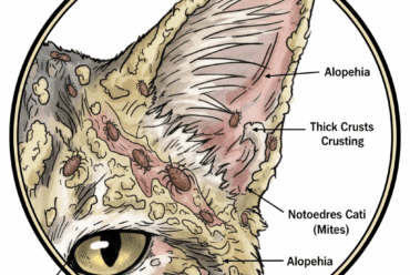 🐈 Ácaro Notoedres Cati: La Sarna Notoédrica Felina