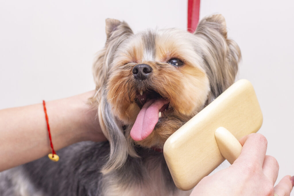 limpieza de dientes y oidos canina