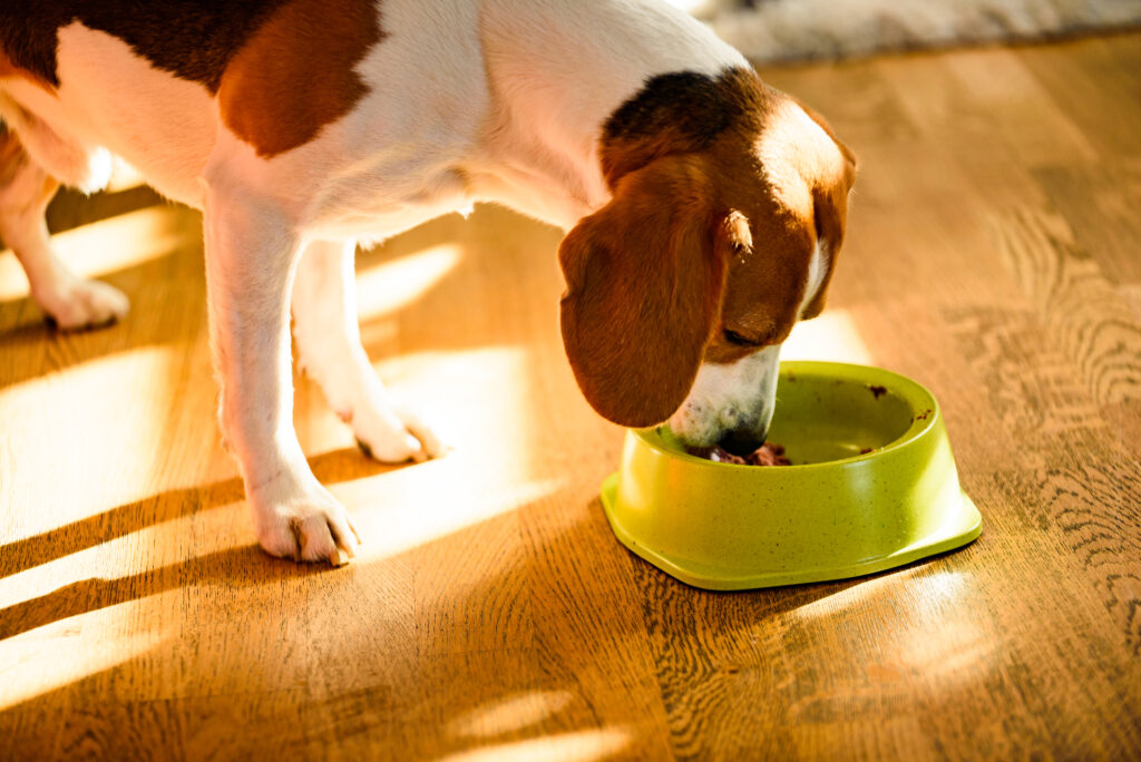 perro senior comiendo