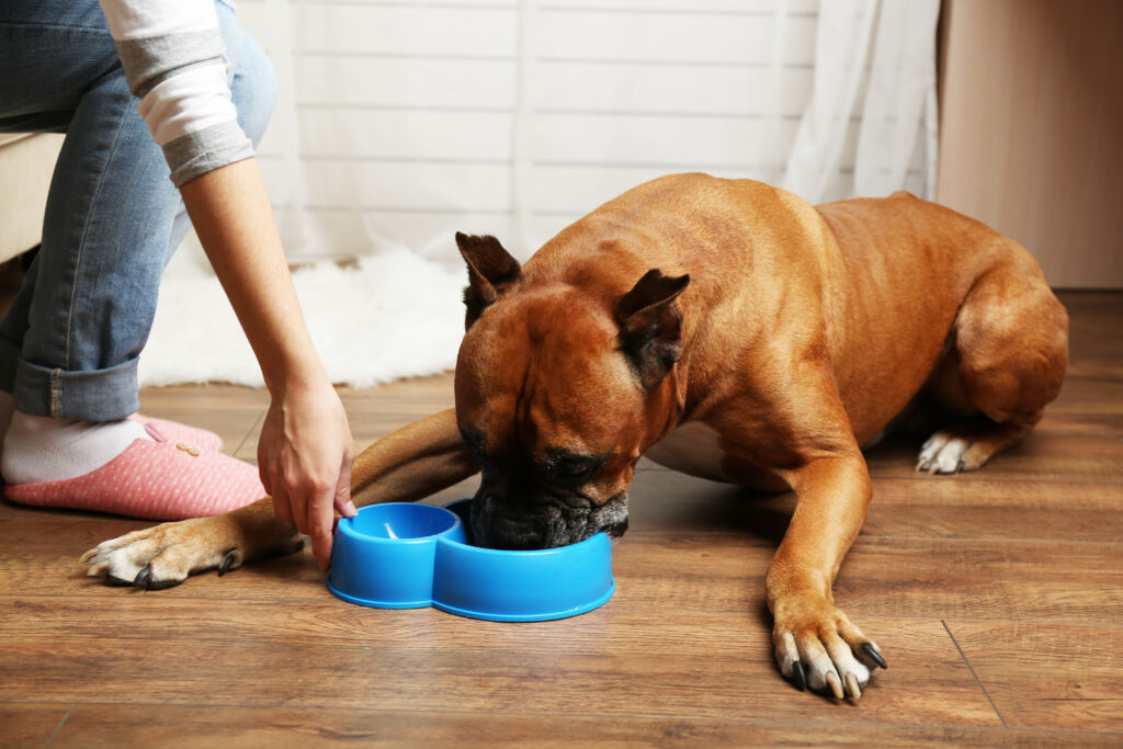perro comiendo concentrado