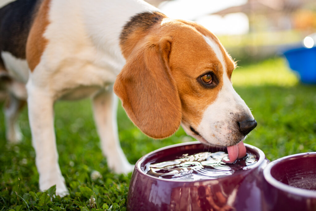perro beagle bebiendo agua