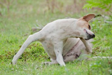 Cómo Eliminar Pulgas del Perro: Guía Completa de Tratamiento y Prevención para 2025