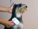 Cómo Cuidar el Pelaje de tu Perro para que Brille: Guía de Nutrición, Cepillado e Higiene