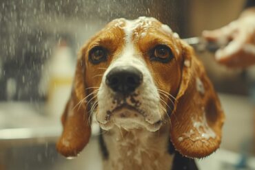 Cómo Eliminar el Mal Olor en Perros de Forma Natural: Soluciones Caseras, Higiene y Prevención Definitiva