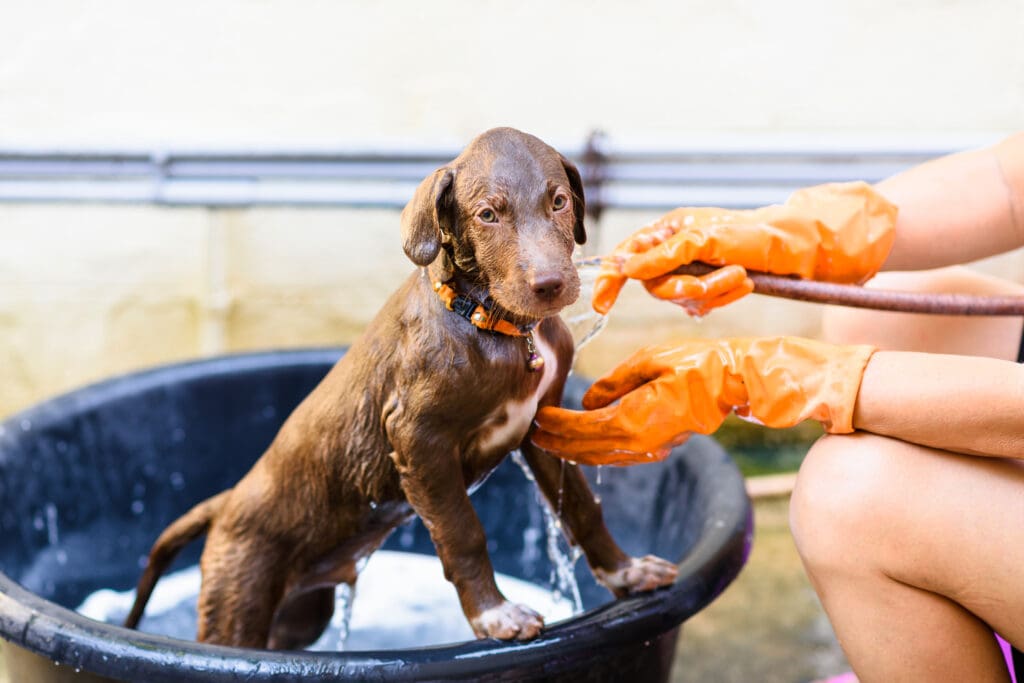 perro siendo bañado con tratamiento
