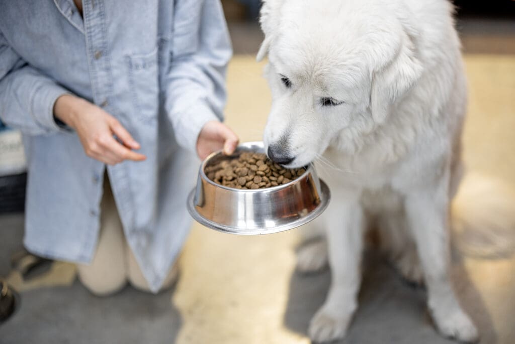 perro adulto comiendo