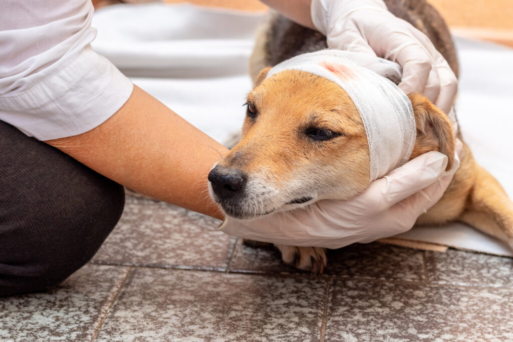 perro herido con vendas