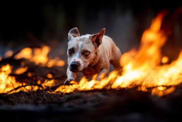 Primeros Auxilios para Quemaduras en Perros: Protocolo Vital para Minimizar el Daño