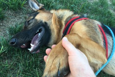 Lesiones por Caídas o Torceduras en Perros: Primeros Auxilios, Inmovilización y Señales de Fractura