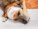 ¿Qué Hacer ante una Hemorragia en Perros? Protocolo de Urgencia y Pasos Vitales para Detener el Sangrado