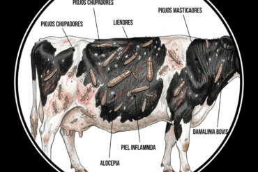 Piojos en Animales Domésticos: Tipos, Ciclos de Vida y Tratamientos